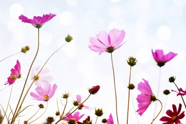 Flower background with pink wild flowers against the background of the sky, soft focus, bottom view, toned.