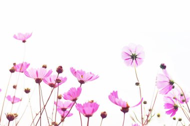 Flower background with pink wild flowers against the background of the sky, soft focus, bottom view, toned.
