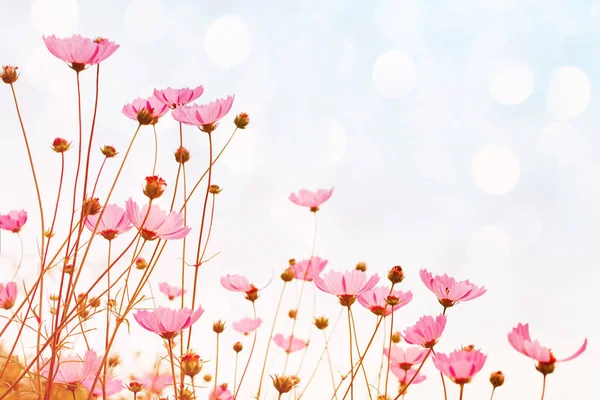 Flower background with pink wild flowers against the background of the sky, soft focus, bottom view, toned.
