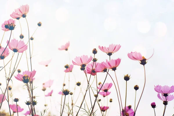 Flower Background Pink Wild Flowers Background Sky Soft Focus Bottom — Stock Photo, Image