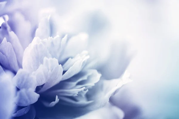 Крупный План Цветка Пиона Голубой Тонированный Тонкий Фон Мягкий Фокус — стоковое фото