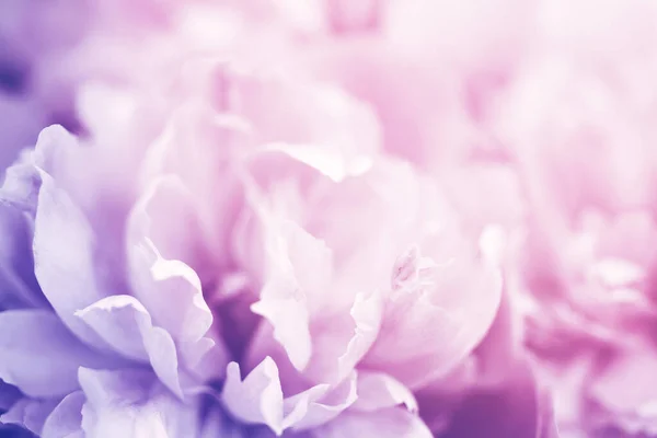 Крупним Планом Рожева Квітка Півонії Ніжний Фон Який Фокус — стокове фото