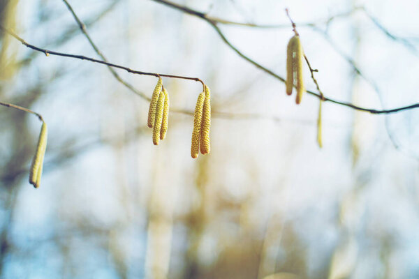 Branch of a tree with catkins on blue background, soft focus. Spring background