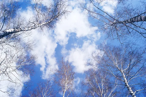 Birches Blue Sky Spring View — 스톡 사진