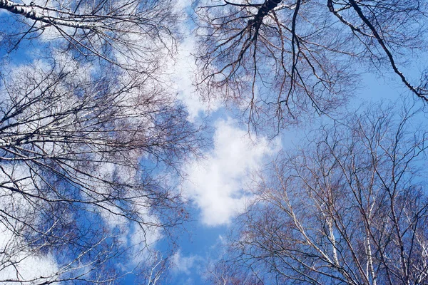 Vidoeiros Contra Céu Azul Primavera Vista Baixo — Fotografia de Stock