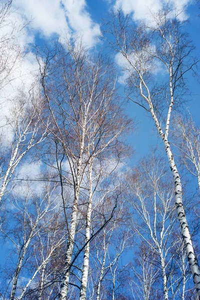 Birches Blue Sky Spring View — 图库照片
