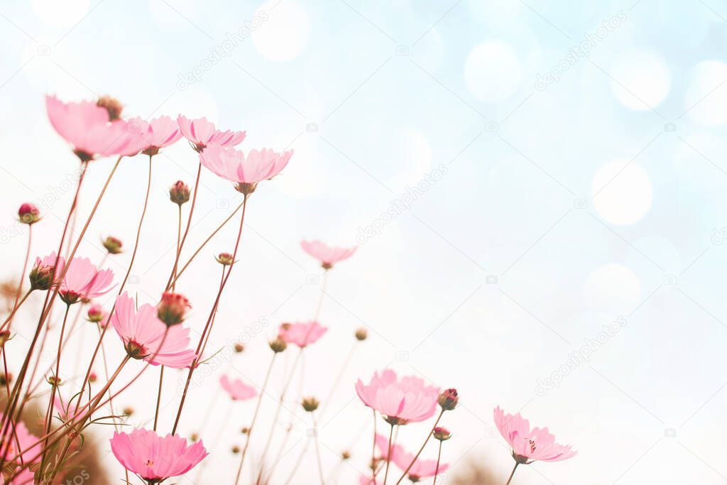 Flower background with pink wild flowers against the background of the sky, soft focus, bottom view, toned.