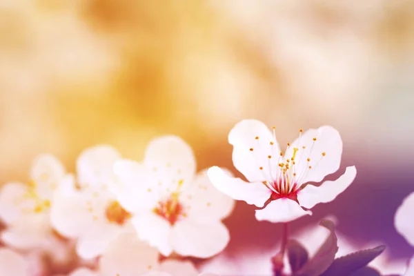 Яскравий Весняний Квітковий Фон Білими Квітучими Гілками Який Фокус Тонований — стокове фото