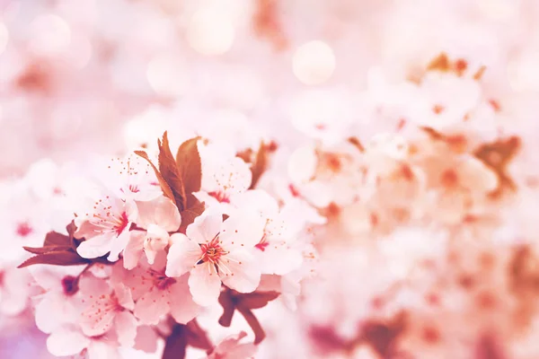 Яскравий Весняний Квітковий Фон Білими Квітучими Гілками Який Фокус Тонований — стокове фото