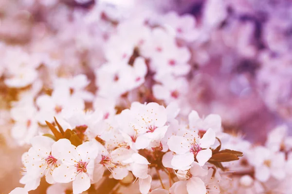 Heller Frühlingsfloraler Hintergrund Mit Weißen Blühenden Zweigen Weicher Fokus Getönte — Stockfoto