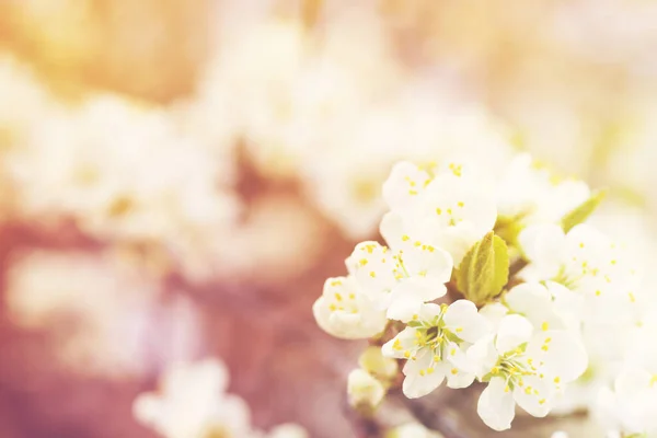 First Spring White Flowers Garden Soft Focus Spring Nature Background — Stock Photo, Image