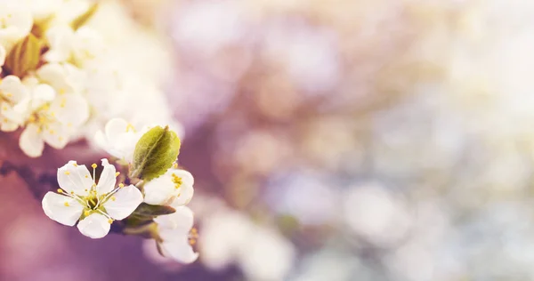 Bright Spring Floral Background White Flowering Branches Soft Focus Toned — Stock Photo, Image