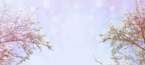 Spring flowering trees with white flowers in the garden against the sky, copy space. Spring banner, toned