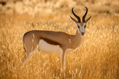 Namibya 'daki Etosha Milli Parkı' nda güneş doğarken çekilmiş dikkatli bir yay parçası.