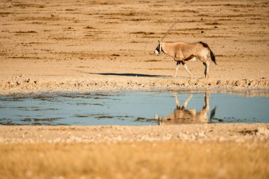 Namibya 'daki Etosha Ulusal Parkı' ndaki kurak çölde yürüyen bir antilop. Hayvan mavi bir su birikintisinde güzel bir şekilde yansıtılır..