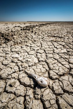 Ölü bir kuş kafatasının dikey fotoğrafı öğlen vakti Namibya 'daki Etosha Ulusal Parkı' nda geniş açılı mercek kullanılarak çekildi.. 