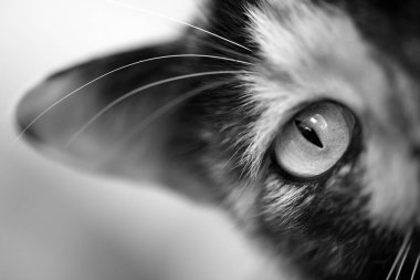 Bir kedinin gözünün siyah beyaz yakın plan fotoğrafı.. 