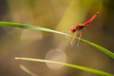 Yeşil bir yaprağın üzerinde oturan güzel kırmızı bir yusufçuk gün batımında fotoğraflandı..