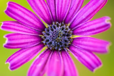 Güzel, menekşe renkli bir çiçeğin makro yakın çekimi..