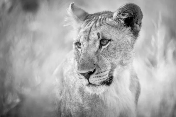 Este Primer Plano Blanco Negro Una Leona Fue Fotografiado Amanecer —  Fotos de Stock