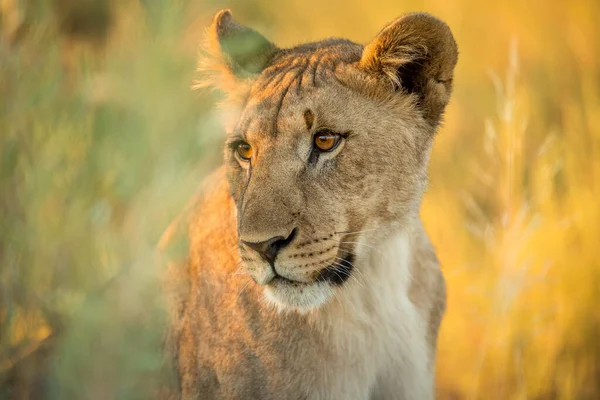 这张母狮的近照是在日出时分在纳米比亚的埃托沙国家公园拍摄的 — 图库照片