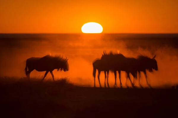 Een Majestueuze Gouden Zonsopgang Etosha Namibië Met Een Kudde Gnoes — Stockfoto