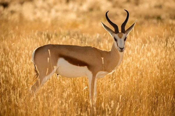 Een Close Van Een Waakzame Springbok Genomen Bij Zonsopgang Het — Stockfoto