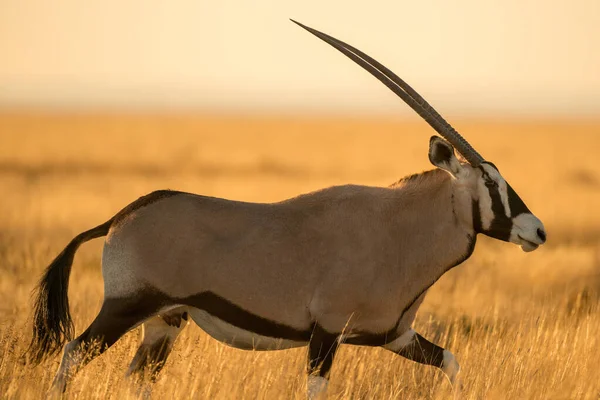 Een Foto Van Een Wandelende Oryx Genomen Bij Zonsopgang Het — Stockfoto