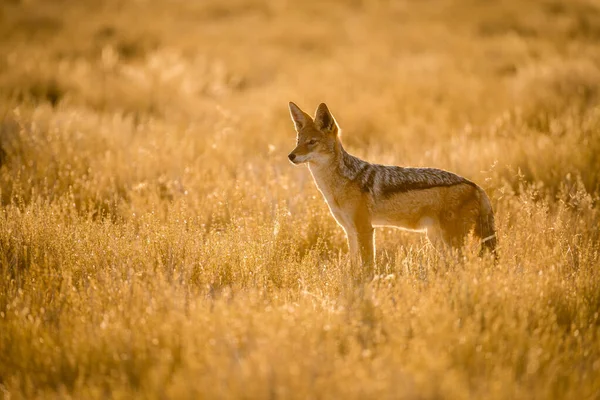 Güneş doğarken dikkatli bir çakal, uzaklığa bakıyor. Bu fotoğraf Namibya 'daki Etosha Milli Parkı' nda çekildi..