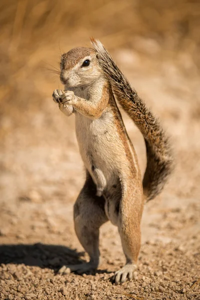 Retrato Vertical Una Ardilla Africana Pie Buscando Alimento — Foto de Stock