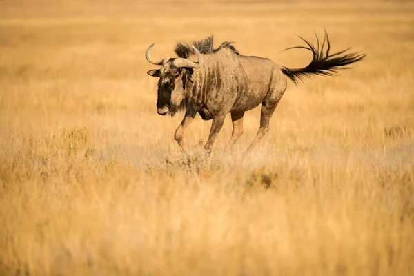 Αυτό Τρέξιμο Wildebeest Φωτογραφήθηκε Ξημέρωμα Στο Εθνικό Πάρκο Etosha Στη — Φωτογραφία Αρχείου