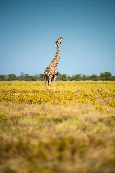 Жираф Жует Фрагмент Кости Национальном Парке Этоша Намибия — стоковое фото