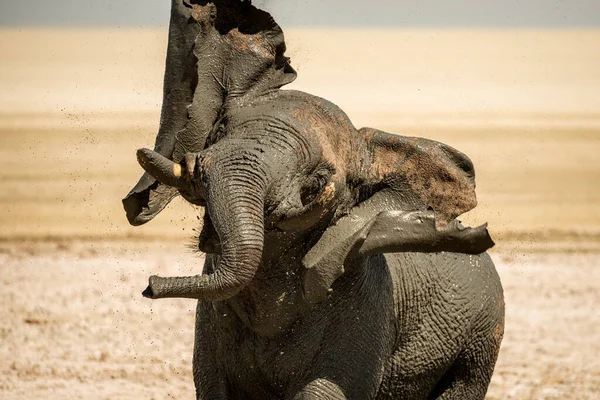 Ein Elefant Nimmt Ein Schlammbad Und Schüttelt Den Kopf Etosha — Stockfoto