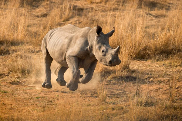 Bu koşan genç gergedan, güneş doğarken Güney Afrika 'daki Madikwe Oyun Rezervi' nde çekildi..