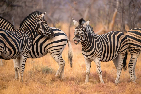 Deze Kudde Zebra Werd Gefotografeerd Bij Zonsondergang Madikwe Game Reserve — Stockfoto
