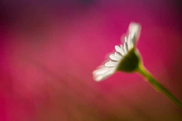 Jemný Bílý Květ Vyfocený Při Západu Slunce Nápadném Růžovém Pozadí — Stock fotografie