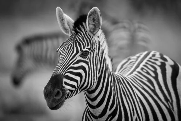 Ett Svartvitt Fotografi Flock Zebra Som Betade Tidigt Morgonen Etosha — Stockfoto