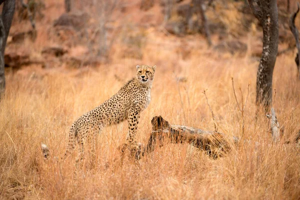 Close Photograph Young Cheetah Standing Dead Tree Stump Taken Welgevonden — Stock Photo, Image