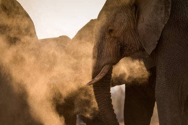 Güney Afrika 'daki Madikwe oyun parkında gün batımında toz banyosu yapan bir fil sürüsünün güzel altın portresi..