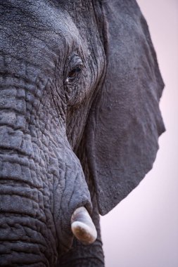 Günbatımından sonra Güney Afrika 'daki Madikwe Oyun Rezervi' nde bir filin gözünün, dişinin ve hortumunun güzel dikey portresi çekildi..