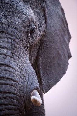 A beautiful vertical close up profile portrait of an elephant's eye, tusk and trunk taken after sunset in the Madikwe Game Reserve, South Africa. clipart