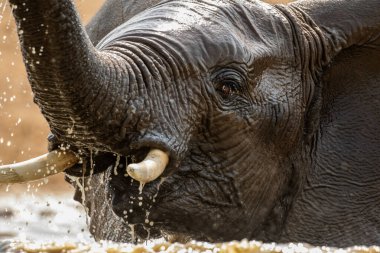 Yüzen bir filin yakın plan portresi, Güney Afrika 'daki Madikwe Oyun Rezervi' nde su birikintisinde su sıçratmak, oynamak ve içmek..