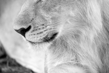 A detailed black and white close up of a young male lion's nose and mouth, taken in the Madikwe Game Reserve, South Africa. clipart