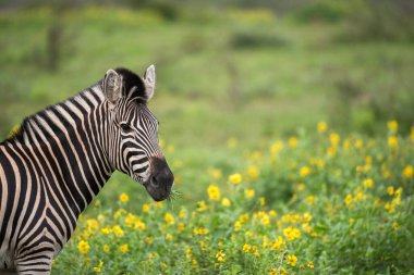 A beautiful headshot of a zebra standing in green grass, with yellow flowers as the background, taken in the Madikwe Game Reserve, South Africa. clipart