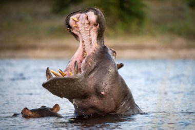 Bir su aygırının aksiyon portresi ağzı açık, su yüzeyinin üstünde ve tüm dişlerini açarak Botswana 'daki Chobe Nehri' nde çekildi..