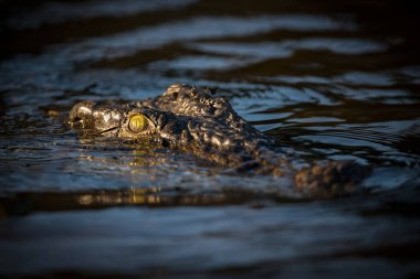 Büyük bir timsahın kafasının gündoğumunda, Chobe Nehri Botswana 'nın yüzeyinde sadece gözleri ve burnu ile çekilmiş yakın plan bir portre..