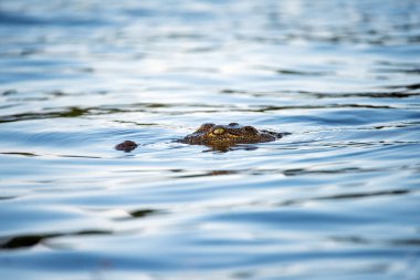 Botswana, Chobe Nehri 'nde yüzen bir timsahın yakından çekilmiş fotoğrafı..
