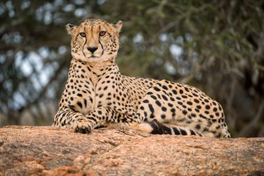 A close up photograph of a single cheetah lying on a rock and looking towards the camera, with a green tree as the background, taken in the Madikwe Game Reserve, South Africa. clipart