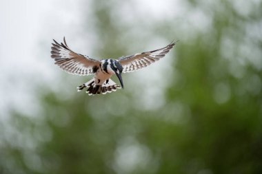 A close up photograph of a hovering Pied Kingfisher hunting for its prey, with an out of focus green background, taken in the Madikwe Game Reserve, South Africa. clipart
