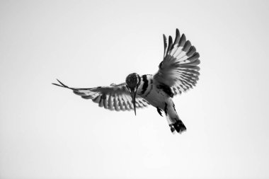 Uçan bir Pied Kingfisher 'ın beyaz arka planda avını avlarken çekilmiş siyah beyaz bir fotoğrafı Güney Afrika' daki Madikwe Oyun Rezervi 'nde çekildi..